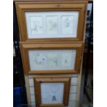 3 PINE FRAMED WINNIE THE POOH PRINTS