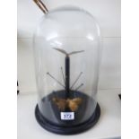 GLASS DOME ON A STAND CONTAINING 2 PAINTED MOTHS. 36 CMS HIGH