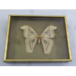 Framed and glazed Atlas moth