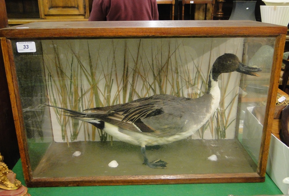 A Taxidermic duck in glazed display case