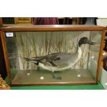 A Taxidermic duck in glazed display case