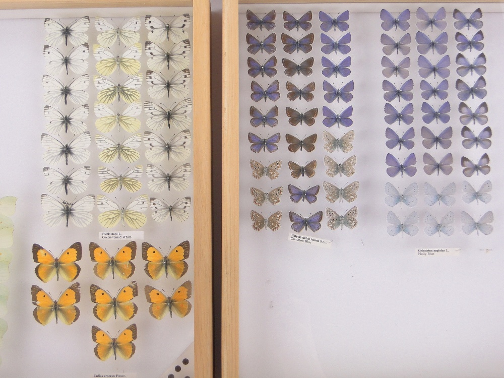 A 10-drawer butterfly collector's cabinet, with glass topped drawers, - Image 3 of 7