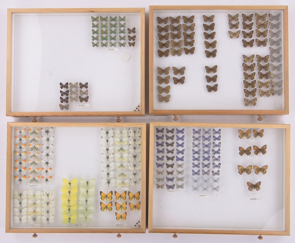 A 10-drawer butterfly collector's cabinet, with glass topped drawers, - Image 2 of 7