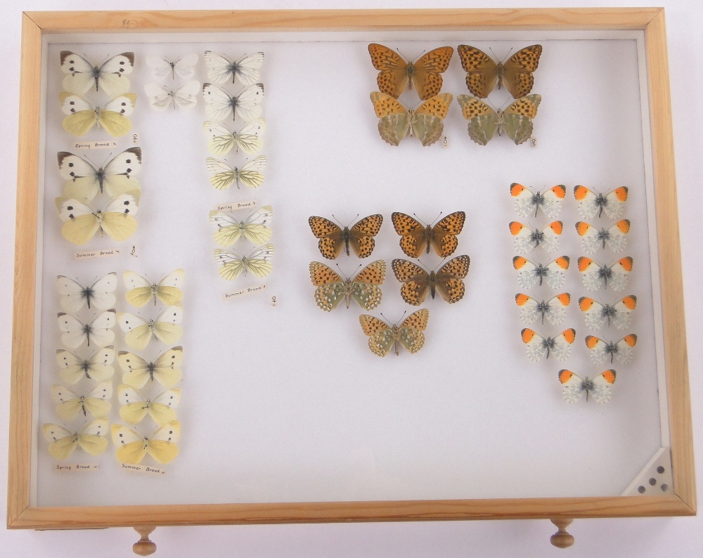 A 10-drawer butterfly collector's cabinet, with glass topped drawers, - Image 6 of 7