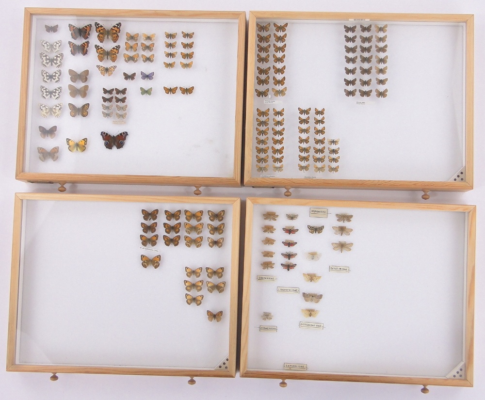 A 10-drawer butterfly collector's cabinet, with glass topped drawers, - Image 4 of 7