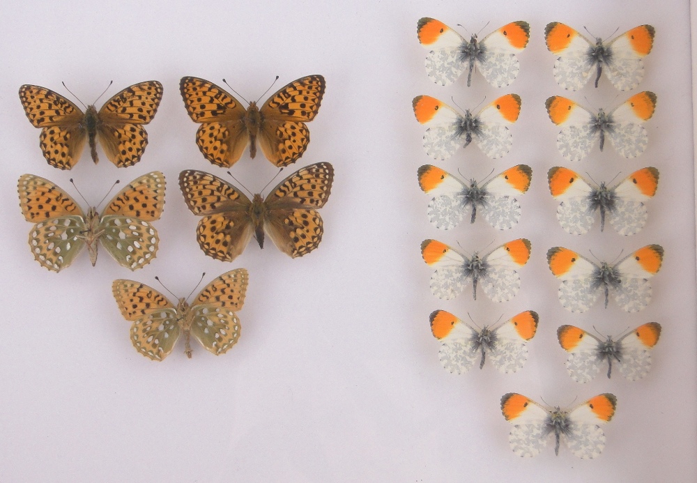 A 10-drawer butterfly collector's cabinet, with glass topped drawers, - Image 7 of 7