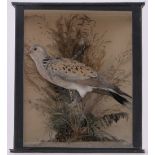 A taxidermic turtle dove, in glass display case, height 33cm, width 29cm.