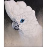 Colin John Chandler, oil on panel, white cockatoo, signed, 7" x 5", framed.