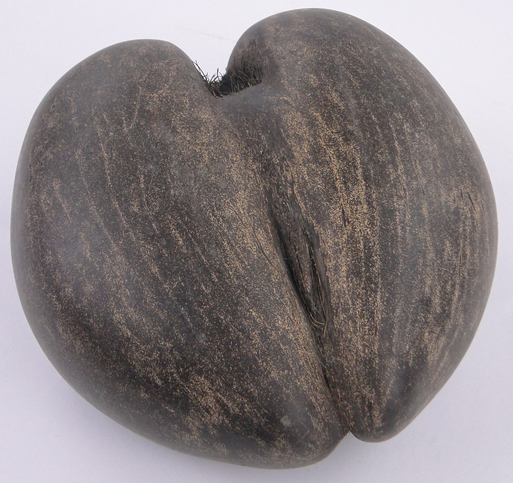 A coco-de-mer nut fruit bowl, early 20th century, with shaped rim, length 30cm. - Image 3 of 3