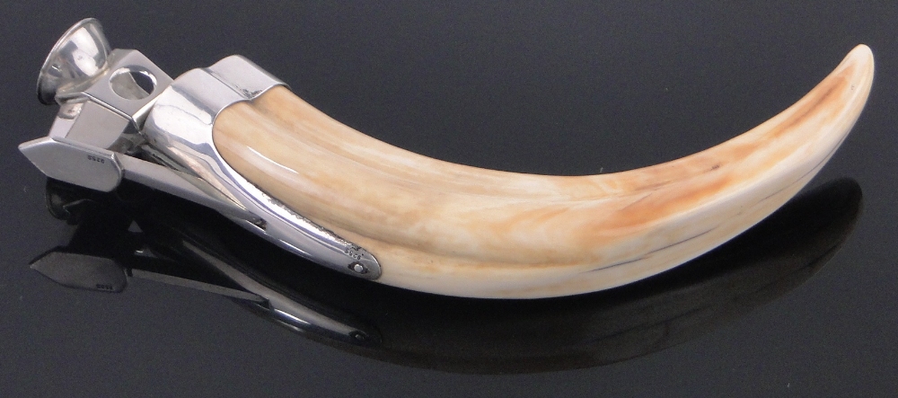 A continental silver mounted Warthog tusk cigar cutter, marked 925s, length 16cm.