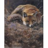 Mick Cawston, oil on board, fox study, signed, 12" x 9.5", framed.