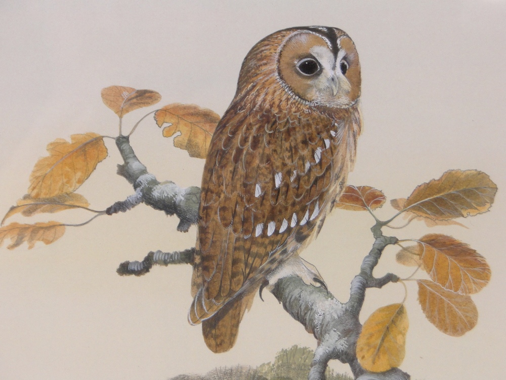 Peter Hayman (born 1930), 3 watercolour/gouache paintings, bird studies, signed, 7" x 9", framed. - Image 3 of 4
