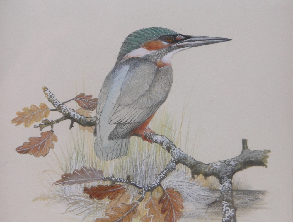 Peter Hayman (born 1930), 3 watercolour/gouache paintings, bird studies, signed, 7" x 9", framed. - Image 2 of 4