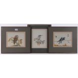Peter Hayman (born 1930), 3 watercolour/gouache paintings, bird studies, signed, 7" x 9", framed.