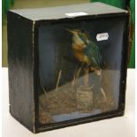 A taxidermic Kingfisher in display case.