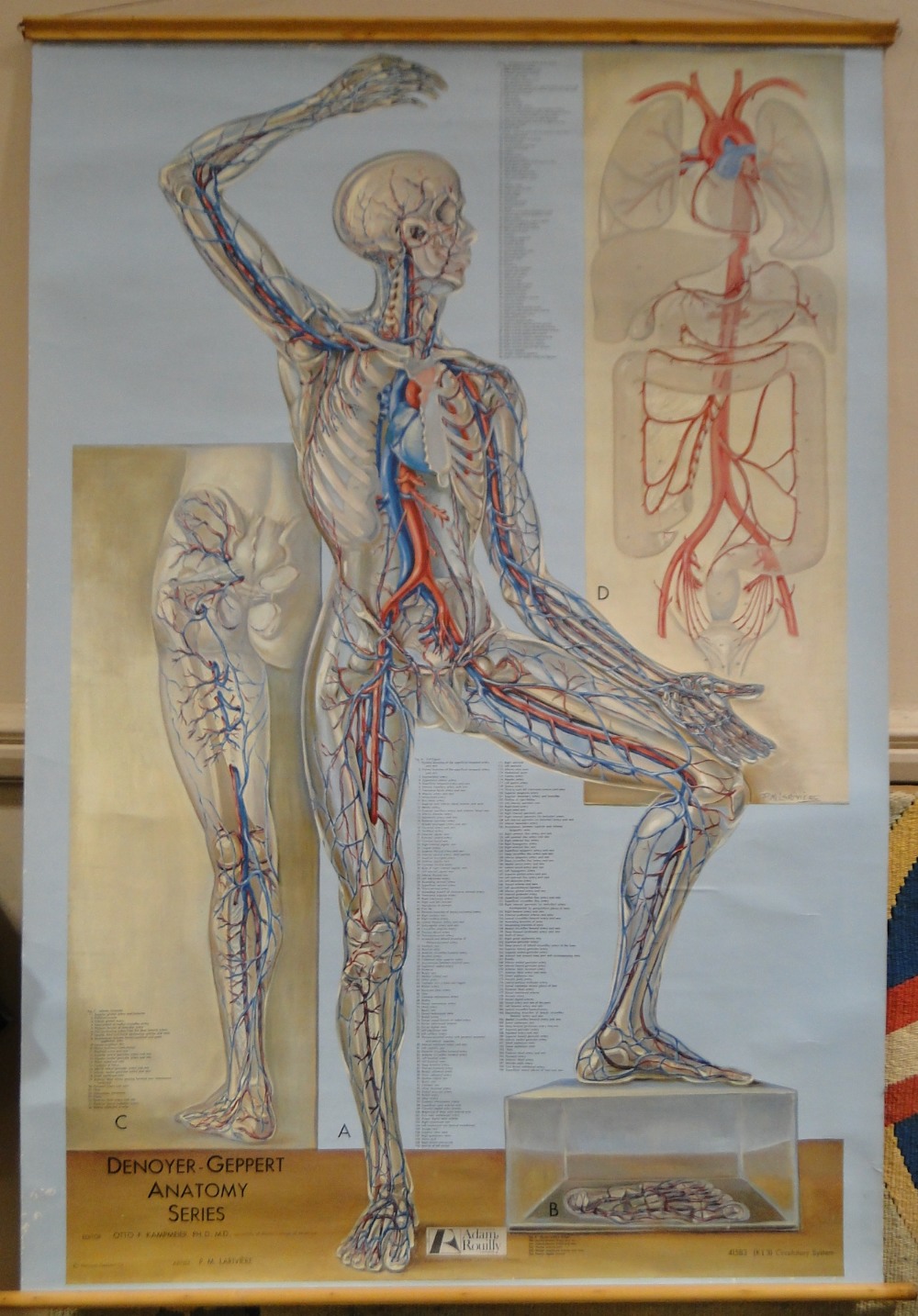 2 Large school room anatomical charts, (2).