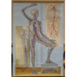 2 Large school room anatomical charts, (2).