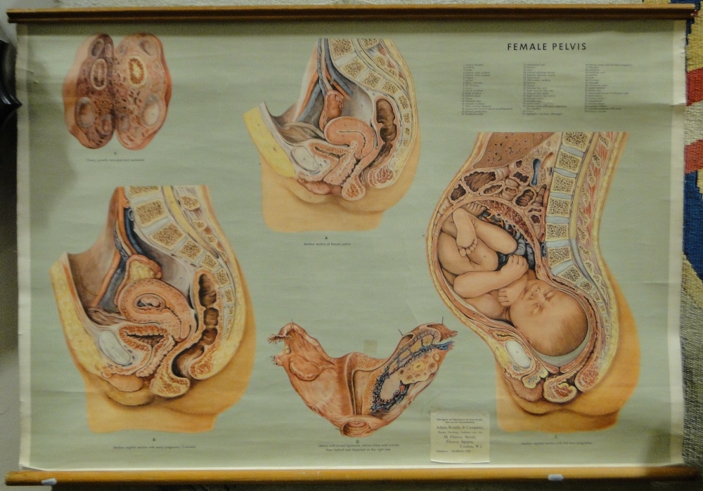 2 Large school room anatomical charts, (2). - Image 2 of 3
