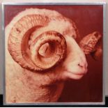 Adrian Flowers (1926-2016), photograph, Ram for Kossett's Carpets, 21" x 21", framed.