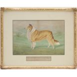 A Stevenson (active early 20th Century), Portrait of the prize collie Fairhill Prince,