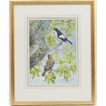 Charles Frederick Tunnicliffe (1901-79), Pied Flycatchers, watercolour over pencil, signed,