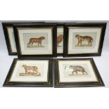 Six quality reproductions after 18th Century zoological chromolithographic engravings featuring