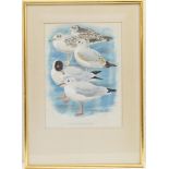 Charles Frederick Tunnicliffe (1901-79), Black Headed Gulls, watercolour and coloured pencil,