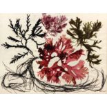 Margaret Barnard (1900 - 1992) - Four seaweed studies - Naturally coloured seaweed specimens dyed