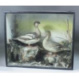 A late 19th Century taxidermy study by J. Gardner of a pair of Goosanders modelled on naturalistic