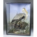 A late 19th Century English taxidermy study of a grey Heron (Ardea Cinerea), modelled standing