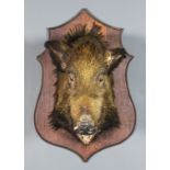 A boars head mounted on oak shield shape back, 33ins x 20ins x 25ins overall