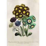 Four 19th Century coloured lithographs - Botanical studies by Day & Haghe, Lithographers to the