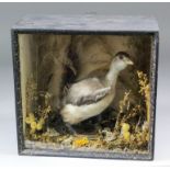 A late 19th Century English taxidermy study of a little Grebe modelled against wild flowers, grasses