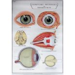 Seven medical students colour printed physiology wall charts - "Elementary Physiology", 1-3 and 5-8,