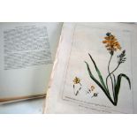 PHILLIP MILLER. 1757. Ornithogalum. plate CXCII only drawn by R. Lancake, 13 1/4" x 8 1/2" (33.5cm x