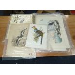 J. WOLD AND H.C. RICHTER HAND COLOURED LITHOGRAPHIC BOOK PLATE ORNITHOLOGICAL PRINT, with