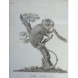 P. MANZELL NINETEENTH CENTURY BOOKPLATE ENGRAVING 'Silky Monkey' No. 143 8" x 6" (20.3cm x 17.8cm)
