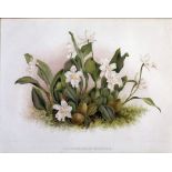 TWO PAIRS OF COLOURED LITHOGRAPH SPECIMEN FLOWERS 10 1/2" x 8 1/4" (26.7cm x 21cm) & 8 1/4" x 10 1/