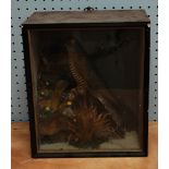 AN EARLY 20TH CENTURY STUFFED AND PRESERVED CUCKOO IN GLAZED CASE