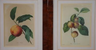 AFTER P. J. REDOUTE SET OF FOUR COLOUR PRINT REPRODUCTIONS Specimens of fruit on boughs 10" x 7" (