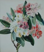 INITIALLED M.Y.H. WATERCOLOUR DRAWING Rhodedendron flowers Signed with initials 14 1/2" x 12 1/4" (