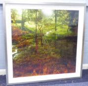 A LARGE COLOURED PHOTOGRAPHIC PRINT of a woodland scene with stream, approximately 40" x 40" (102