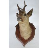 A YOUNG STAG'S HEAD with juvenile antlers, on an oak shield