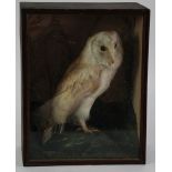 AN EARLY 20TH CENTURY STUFFED OWL IN CASE