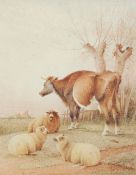 FREDERICK E. VALTER (circa 1860 - 1930) WATERCOLOUR DRAWING A cow and three sheep in a landscape