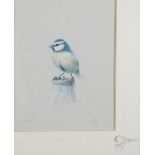 TOVEY WATERCOLOUR DRAWING 'Blue Tit', standing on a bottle of milk signed and titled with a pencil