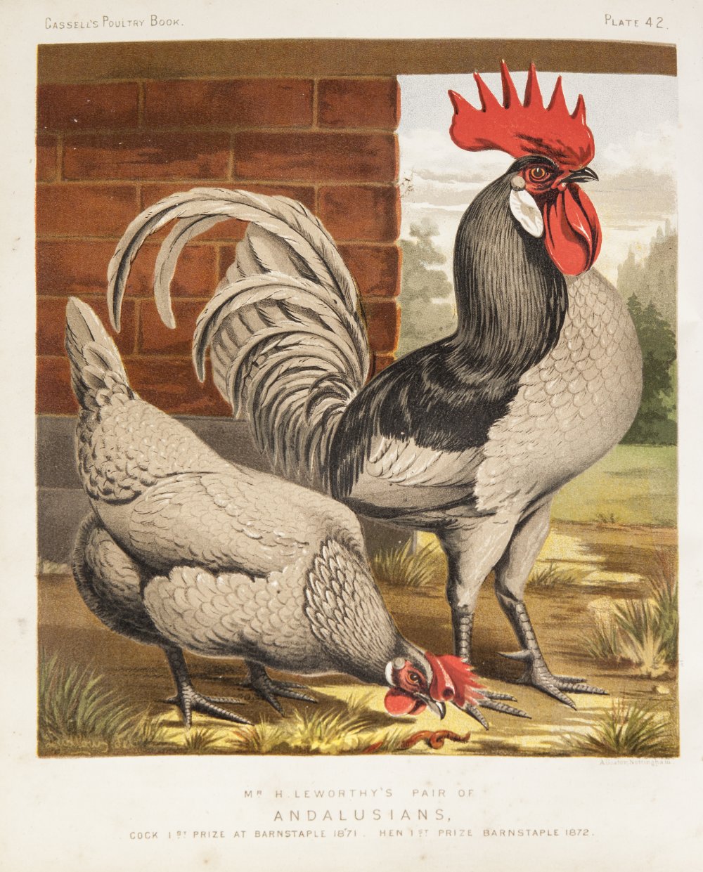 THE ILLUSTRATED BOOK OF POULTRY by Lewis Wright. Published by Cassell Retter and Galpin. Illustrated