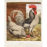 THE ILLUSTRATED BOOK OF POULTRY by Lewis Wright. Published by Cassell Retter and Galpin. Illustrated