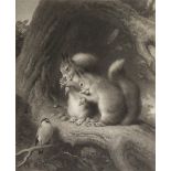 SAMUEL COUSINS (Engraver) MEZZOTINT ENGRAVING Two Squirrels and a bird Signed in pencil, Published