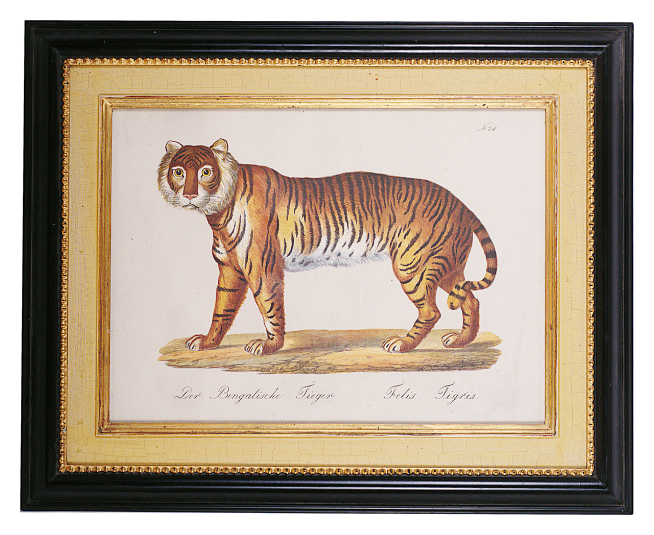 Brodtmann's Naturhistorische Bilder-Gallerieaus dem Thierreiche' Der Bengalische Tieger Felis